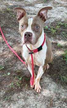 Ducky -  Pit Bull Terrier Dog for Adoption in Springfield, Illinois - Ducky | PetCurious