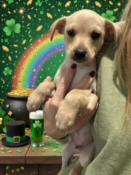 Terrier Dogs Available for Adoption - Little - Sunshine Pup | PetCurious