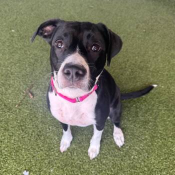 Labrador Retriever and Mixed Breed Dogs Available for Adoption - Sydney | PetCurious