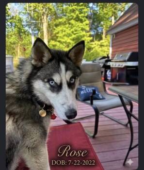 Rose -  Siberian Husky Dog for Adoption in Stratham, New Hampshire - Rose | PetCurious