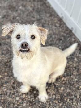 Rescue Terrier Dogs for Adoption in Columbus, Nebraska - Eddie | PetCurious