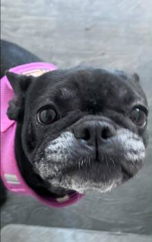 Lucy -  French Bulldog Dog for Adoption in St. Clair Shores, Michigan - Lucy | PetCurious