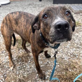 Sibyl -  Mixed Breed Dog for Adoption in Fairport, New York - Sibyl | PetCurious