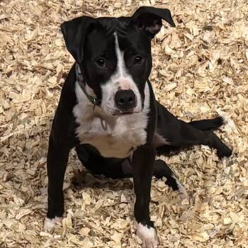 Mark -  Mixed Breed Dog for Adoption in Brentwood, Missouri - Mark | PetCurious