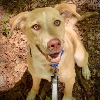 Dolly T -  Yellow Labrador Retriever and Mixed Breed Dog for Adoption in Peachtree City, Georgia - Dolly T | PetCurious