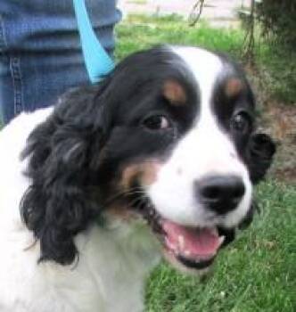 English Springer Spaniel Dogs Available for Adoption in Paris, Kentucky - Olive | PetCurious