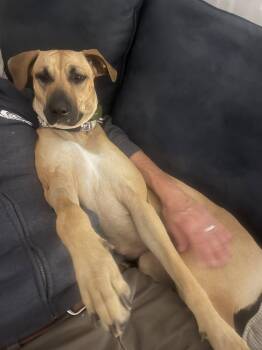 Black Mouth Cur Dogs Available for Adoption - Love Bug | PetCurious