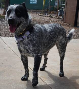 Apple -  Australian Cattle Dog Blue Heeler Dog for Adoption in Cottonwood, Arizona - Apple | PetCurious