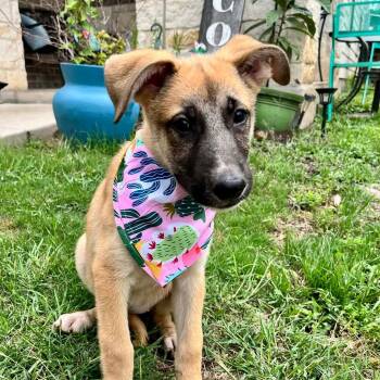 Belgian Shepherd Malinois and German Shepherd Dog Dogs Available for Adoption in San Antonio, Texas - Bonnie | PetCurious