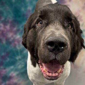 Joey -  Newfoundland Dog and Mixed Breed Dog for Adoption in Madison, Wisconsin - Joey | PetCurious