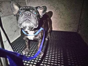 A2478786 -  French Bulldog Dog for Adoption in Fort Lauderdale, Florida - A2478786 | PetCurious