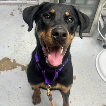 Nyx -  Rottweiler Dog for Adoption in Uniontown, Pennsylvania - Nyx | PetCurious