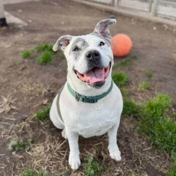 Rescue Pit Bull Terrier Dogs for Adoption in San Diego, California - Jaden | PetCurious