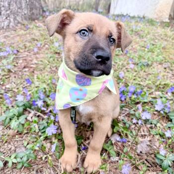 Shepherd Dogs Available for Adoption - Jackson (FKA Carson) | PetCurious