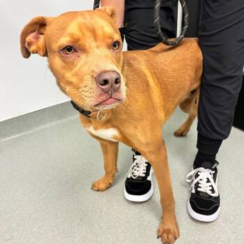 Churro -  Terrier and Mixed Breed Dog for Adoption in Abilene, Texas - Churro | PetCurious