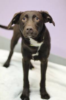 McLaren in NH. Come Meet our Adoptable Dogs Wednesday-Saturday.  -  Chocolate Labrador Retriever Dog for Adoption in Manchester, New Hampshire - McLaren In NH. Come Meet Our Adoptable Dogs Wednesday-Saturday.  | PetCurious