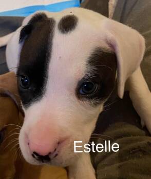 Estelle -  Pit Bull Terrier Dog for Adoption in Newport, Kentucky - Estelle | PetCurious