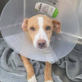 Fig -  Retriever and Mixed Breed Dog for Adoption in Fort Collins, Colorado - Fig | PetCurious