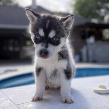 Siberian Husky Dogs Available for Adoption in Baton Rouge, Louisiana - Baby Zoey | PetCurious