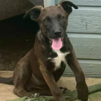 Rescue Labrador Retriever and Husky Dogs for Adoption in Hackett, Arkansas - Barry B Benson | PetCurious