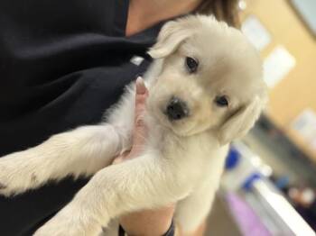 A1927227 -  Labrador Retriever and Mixed Breed Dog for Adoption in Riverside, California - A1927227 | PetCurious