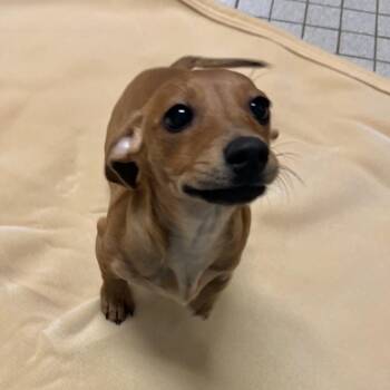 Dachshund Dogs Available for Adoption - Frank | PetCurious