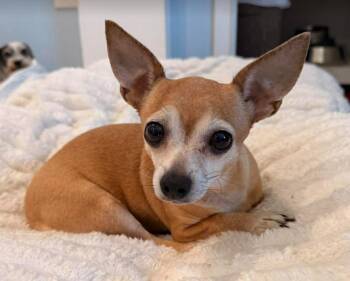 Chihuahua Dogs Available for Adoption in Boulder, Colorado - Debra | PetCurious