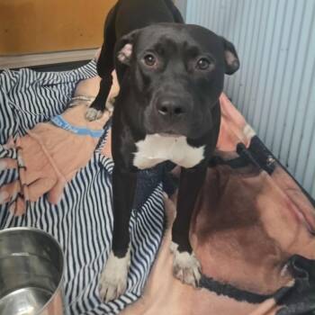 Rescue Terrier Dogs for Adoption in St. Louis, Missouri - Omarion | PetCurious