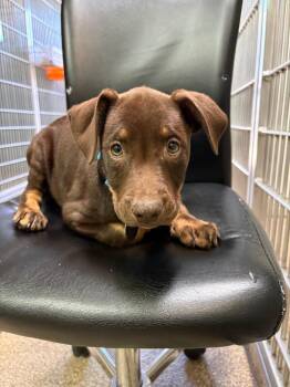 Colleen -  Rottweiler and Pit Bull Terrier Dog for Adoption in Carson City, Nevada - Colleen | PetCurious