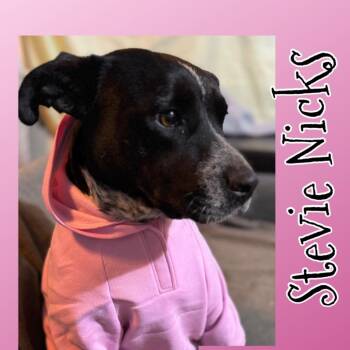 Stevie Nicks -  Cattle Dog Dog for Adoption in Hackett, Arkansas - Stevie Nicks | PetCurious