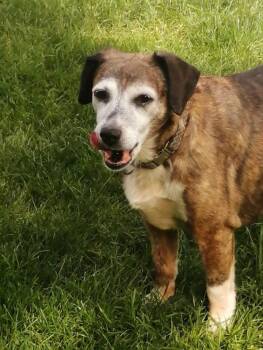 Woodle (35 lbs) -  Beagle Dog for Adoption in Mississauga, Ontario - Woodle (35 Lbs) | PetCurious