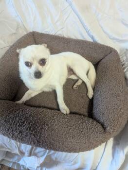 Rescue Chihuahua Dogs for Adoption in Oakland, California - Yoyo | PetCurious