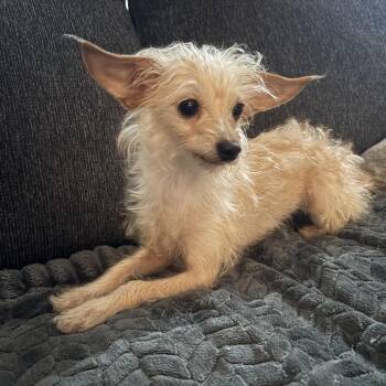 Miss Frizzle -  Chihuahua and Yorkshire Terrier Dog for Adoption in Rockville, Maryland - Miss Frizzle | PetCurious