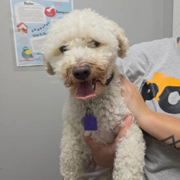 Sully -  Bichon Frise Dog for Adoption in Normal, Illinois - Sully | PetCurious