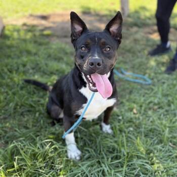 SCOUT -  Staffordshire Bull Terrier and Mixed Breed Dog for Adoption in Modesto, California - SCOUT | PetCurious
