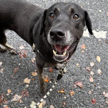 Duke -  Black Labrador Retriever Dog for Adoption in Upper Township, New Jersey - Duke | PetCurious
