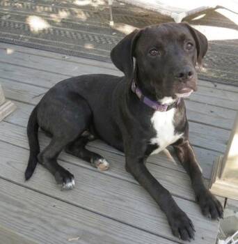 Ace - Sponsored Reduced Adoption Fee -  Labrador Retriever and Boxer Dog for Adoption in Crown Point, Indiana - Ace - Sponsored Reduced Adoption Fee | PetCurious