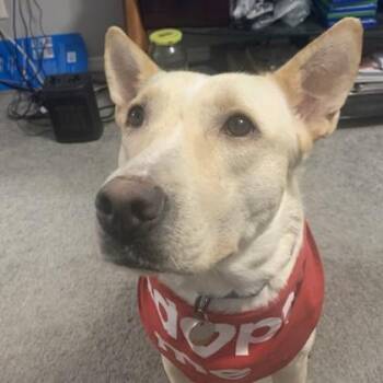Eden -  Shepherd and Mixed Breed Dog Available for Adoption in Atlanta, Georgia - Eden | PetCurious