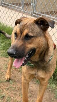 Mixed Breed Dogs Available for Adoption in Balch Springs, Texas - Avery | PetCurious