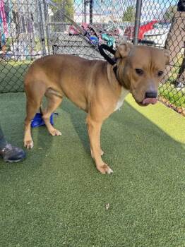 Rescue Mixed Breed Dogs for Adoption in West Chester, Pennsylvania - Africa Fka Brownie | PetCurious