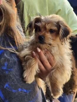 Jerry -  Yorkshire Terrier and Maltese Dog for Adoption in Marlboro Township, New Jersey - Jerry | PetCurious