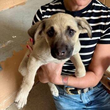 Madonna -  Mixed Breed Dog for Adoption in Oakland, California - Madonna | PetCurious