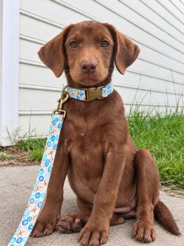 Daisy -  Chocolate Labrador Retriever Dog for Adoption in Conway, South Carolina - Daisy | PetCurious