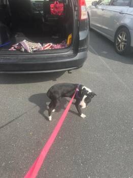 Cheese -  Pit Bull Terrier Dog for Adoption in Pine Grove, Pennsylvania - Cheese | PetCurious