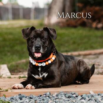 Marcus -  Shepherd Dog for Adoption in Oak Ridge, Tennessee - Marcus | PetCurious