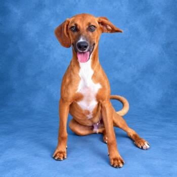 Moe -  Hound Dog for Adoption in Heber Springs, Arkansas - Moe | PetCurious