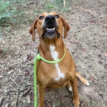 Cookie 2965 -  Mixed Breed Dog for Adoption in Glenfield, New York - Cookie 2965 | PetCurious