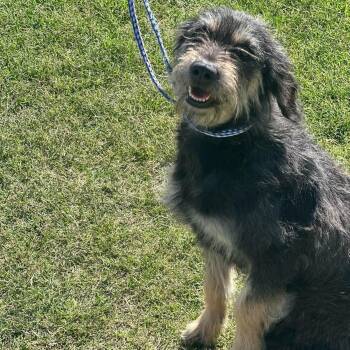 Britney -  Terrier Dog for Adoption in Fort Collins, Colorado - Britney | PetCurious