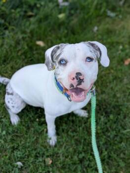 Julius -  Catahoula Leopard Dog Dog for Adoption in Cleveland, Ohio - Julius | PetCurious
