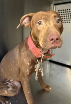 Rescue Pit Bull Terrier and Mixed Breed Dogs for Adoption in Fort Worth, Texas - 59760353 | PetCurious